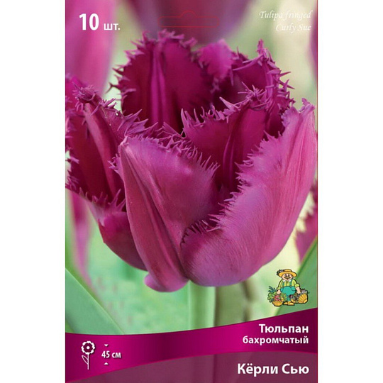 Луковицы Тюльпан бахромчатый, Керли Сью, 11-12/К, 10 шт