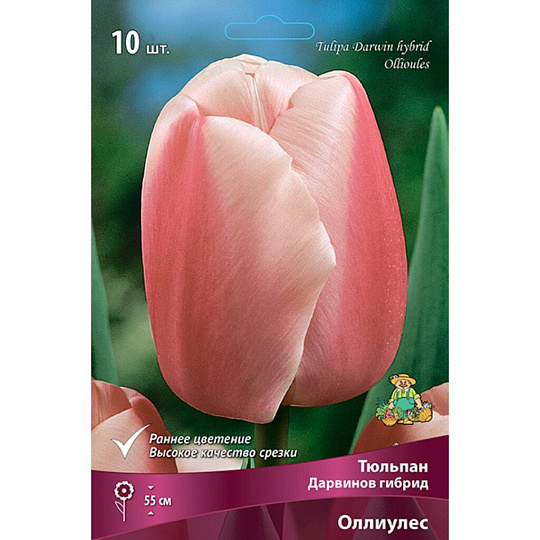 Луковицы Тюльпан Дарвинов гибрид, Оллиулес, 11-12/К, 10 шт