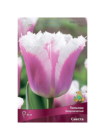 Луковицы Тюльпан бахромчатый, Сиеста, 11-12/К, 10 шт