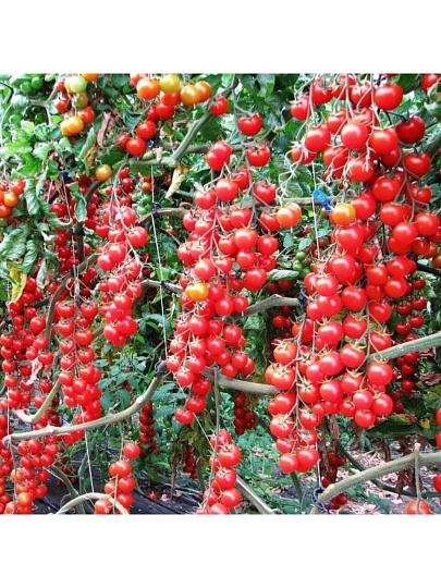 Семена Томат, Дюймовочка, 0.05 г, цветная упаковка, Русский огород