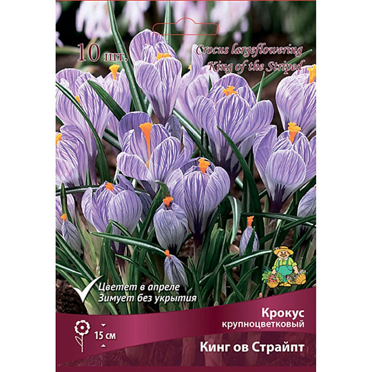 Луковицы Крокус крупноцветковый, Кинг ов Страйпт, 8-9/К, 10 шт