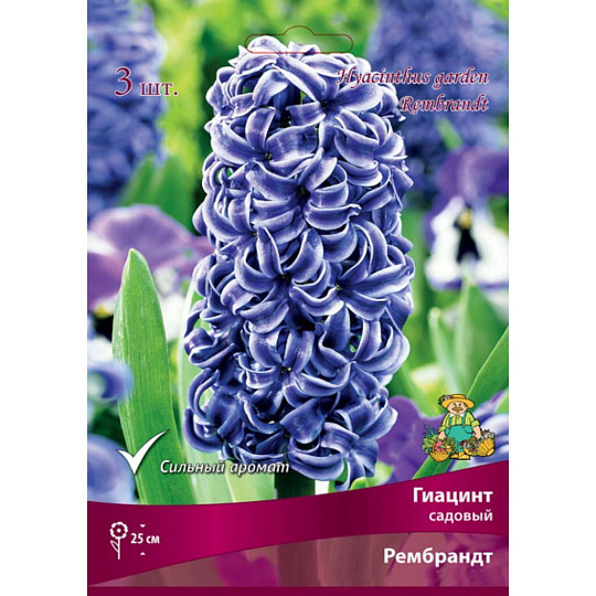 Луковицы Гиацинт садовый, Рембрандт, 14-15/К, 3 шт