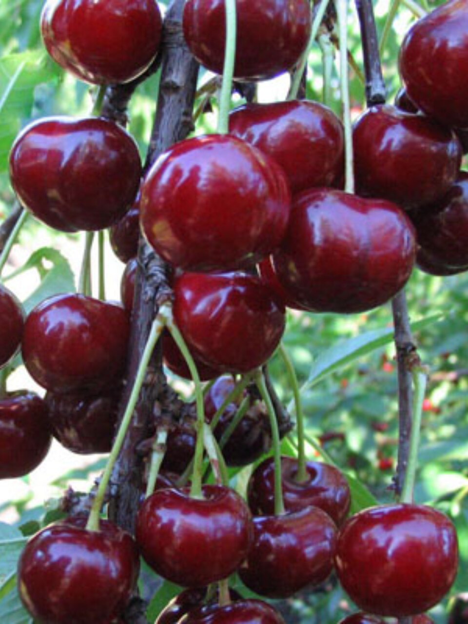 Саженцы Вишня, Кормилица, дюк, 763494