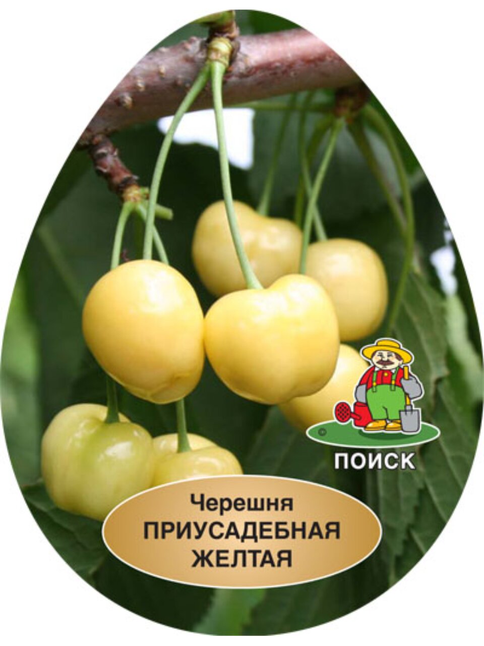 Саженцы Черешня, Приусадебная желтая, ранняя, 752171