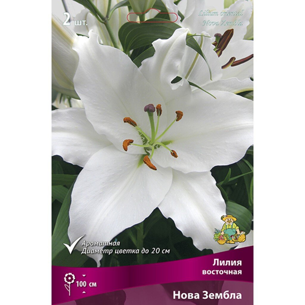 Луковицы Лилия восточная, Нова Зембла, 14-16/К, 2 шт