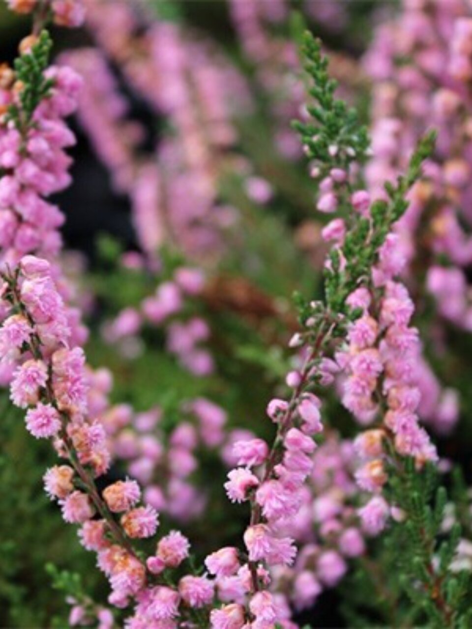 Саженцы Вереск обыкновенный, Дж. Х. Гамильтон, 810948