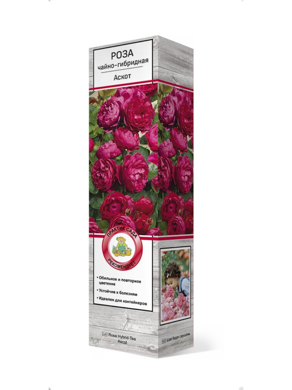Саженцы Роза чайно-гибридная, Аскот