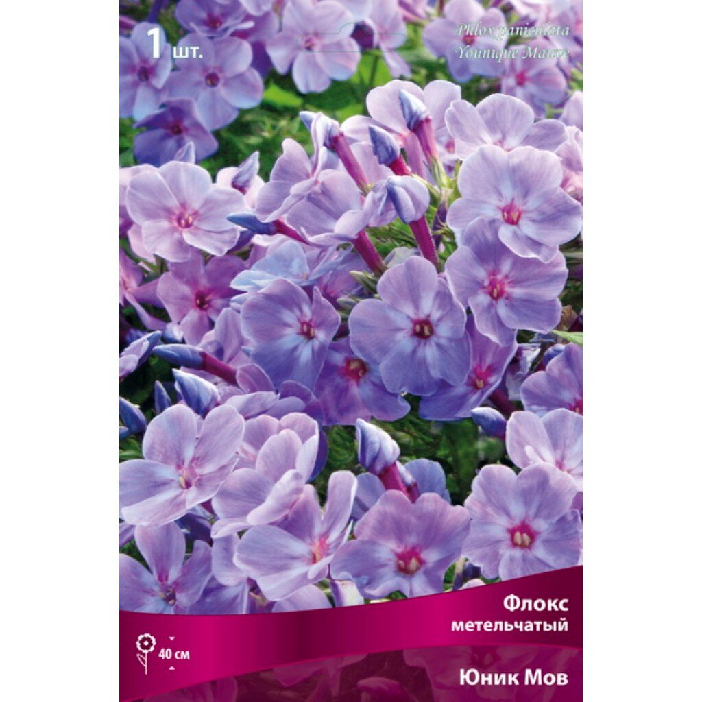 Саженцы Флокс метельчатый, Юник Мов