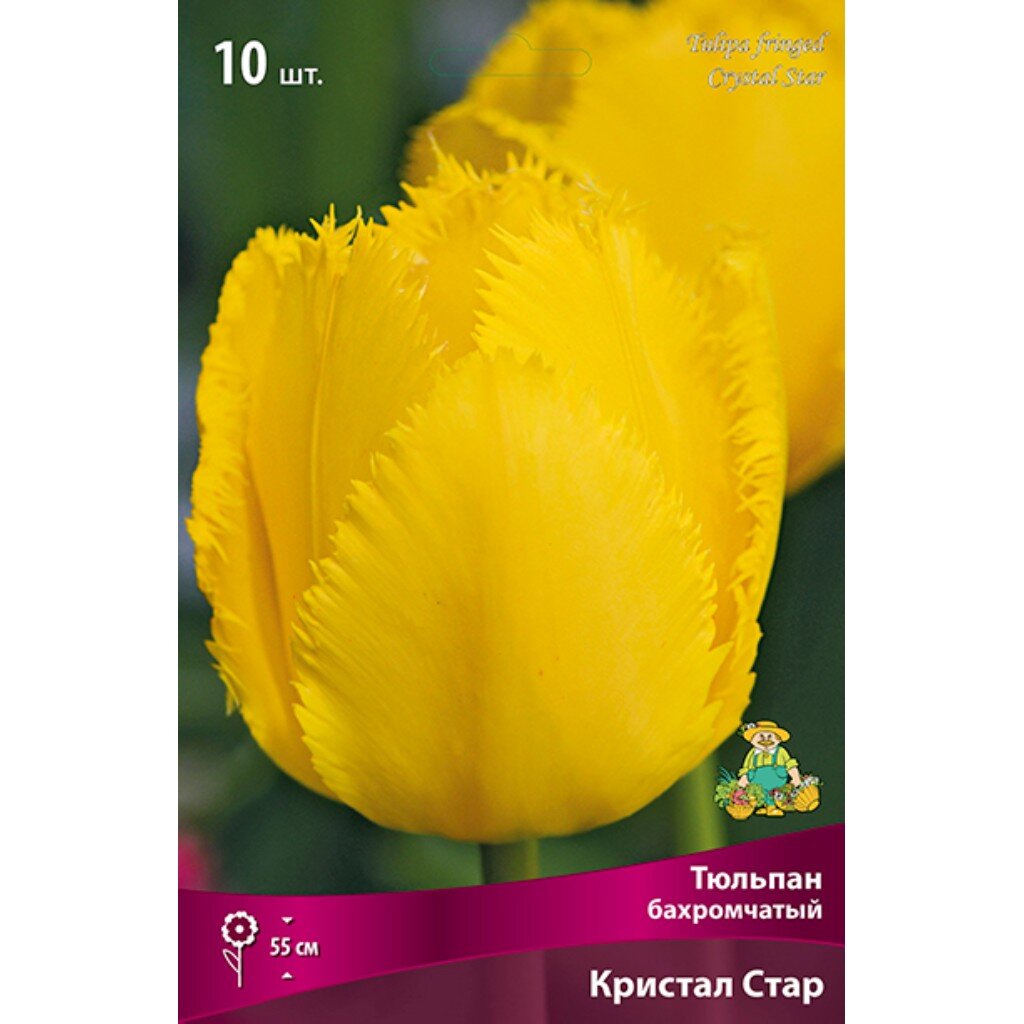 Луковицы Тюльпан бахромчатый, Кристал Стар, 11-12/К, 10 шт