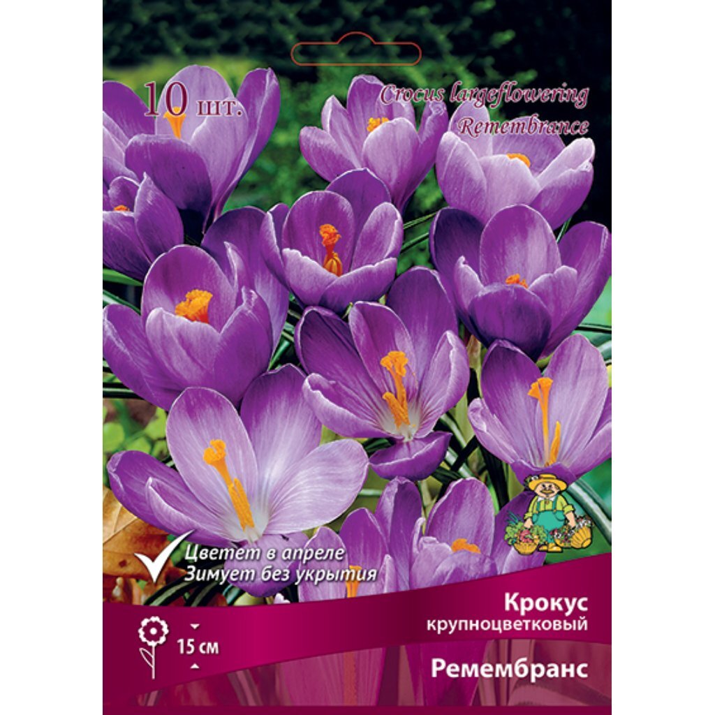 Луковицы Крокус крупноцветковый, Ремембрэнс, фиолетовые, 8-9/К, 10 шт