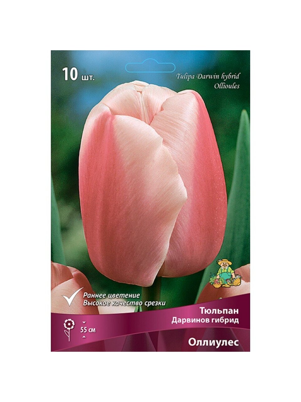 Луковицы Тюльпан Дарвинов гибрид, Оллиулес, 11-12/К, 10 шт