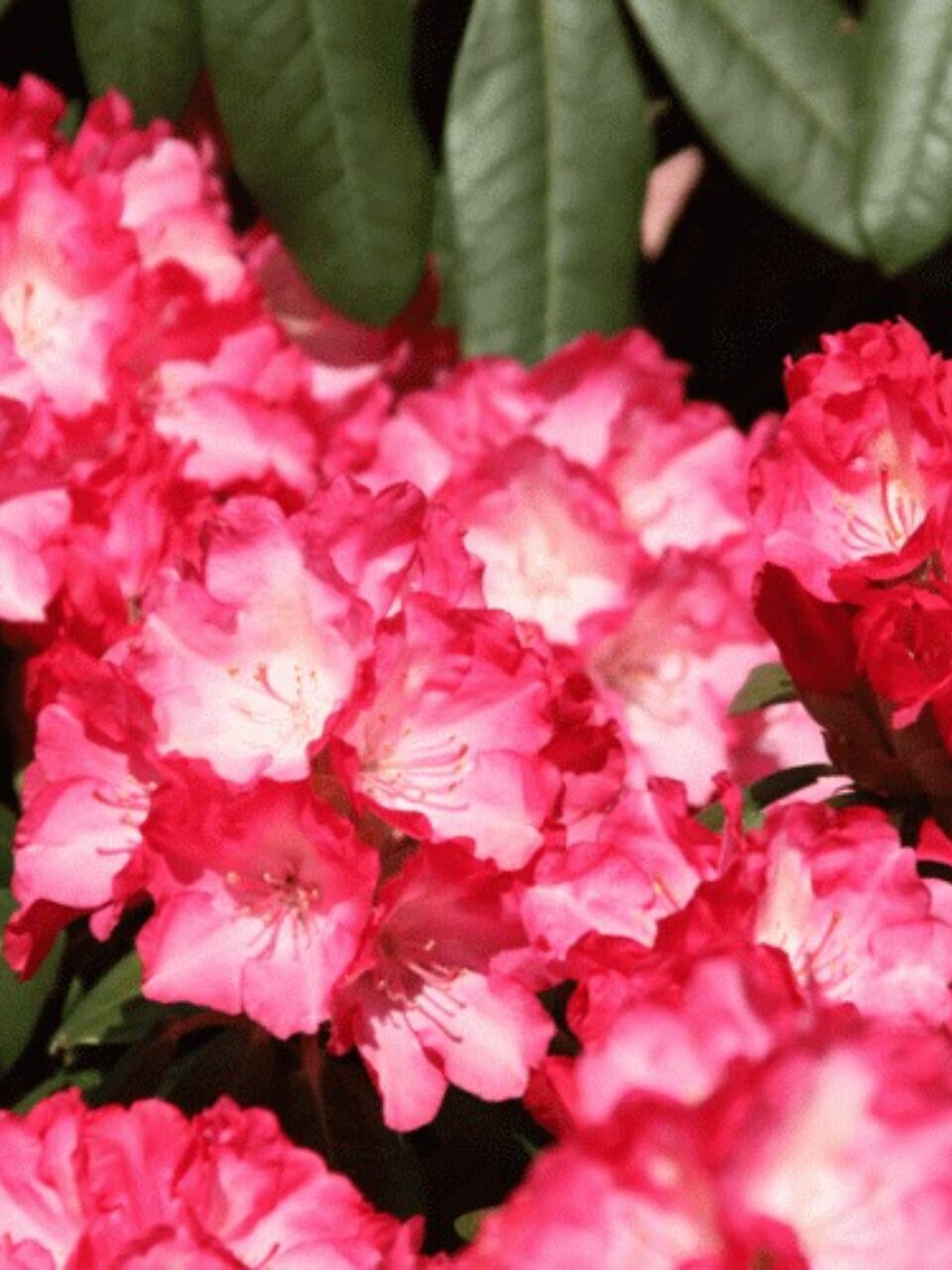 Саженцы Рододендрон якушиманский, Фантастика, 00000750554