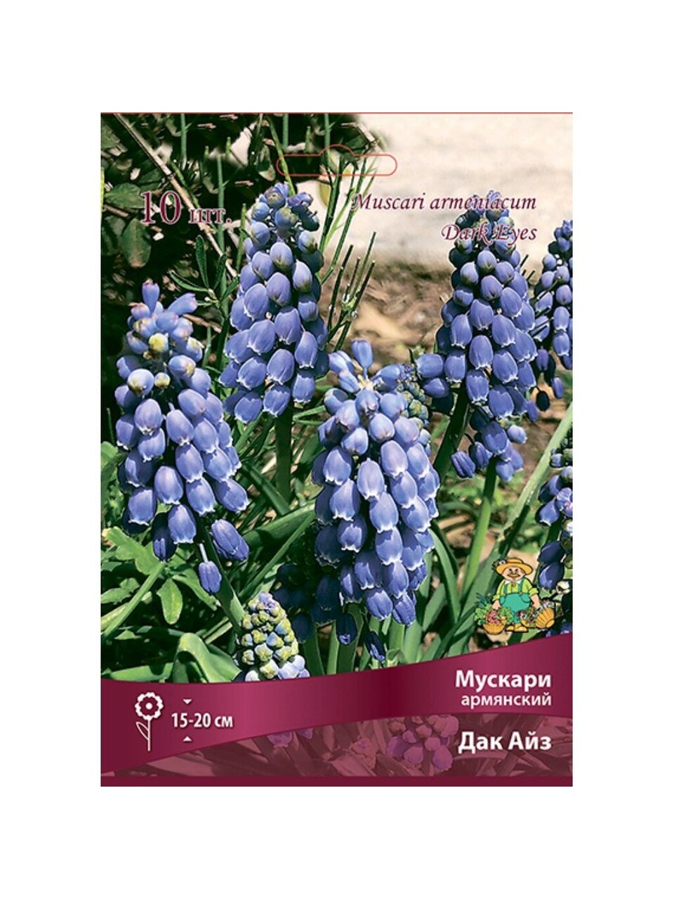 Луковицы Мускари армянский, Дак Айз, 6+/К, 10 шт