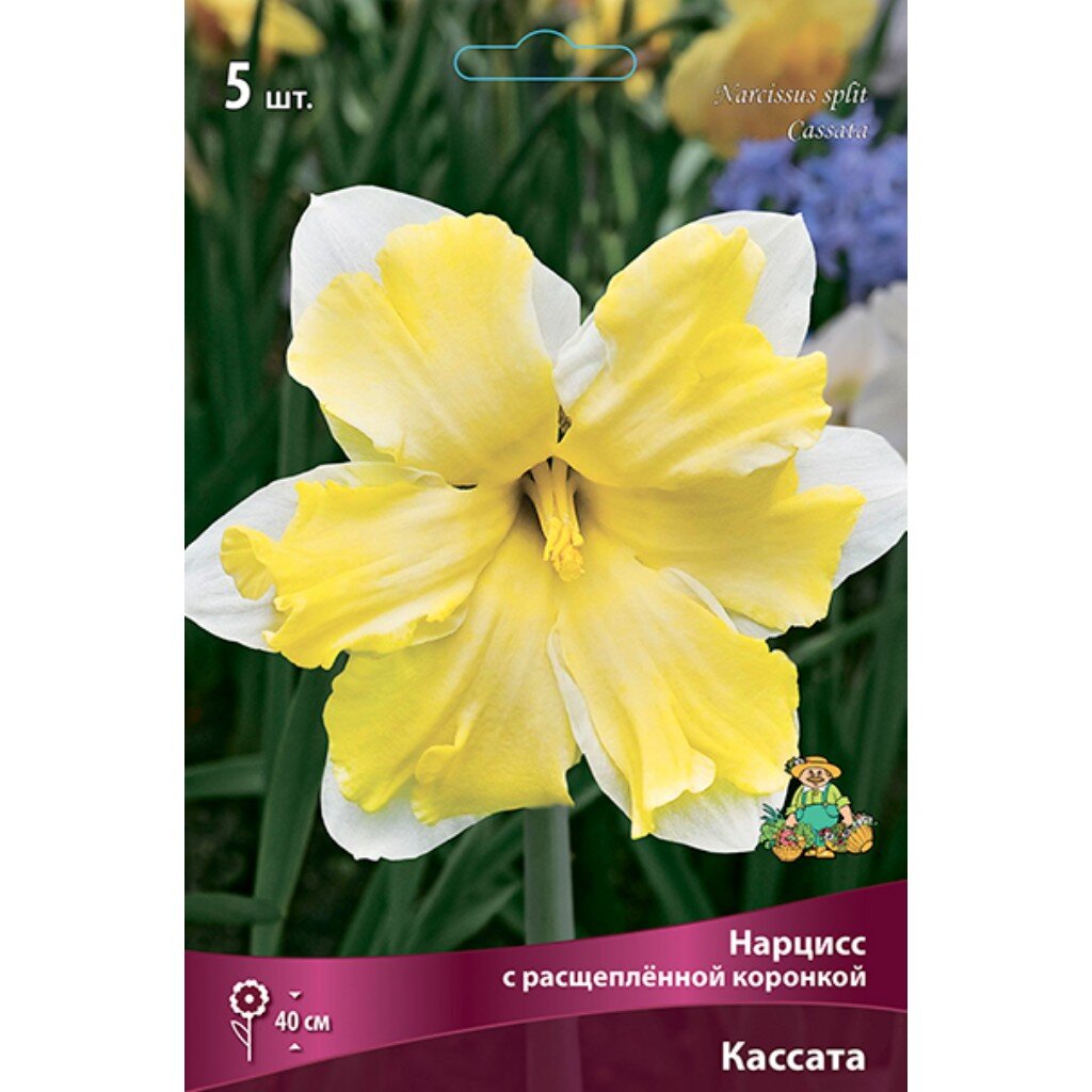 Луковицы Нарцисс с расщепленной коронкой, Кассата, 12-14/К, 5 шт