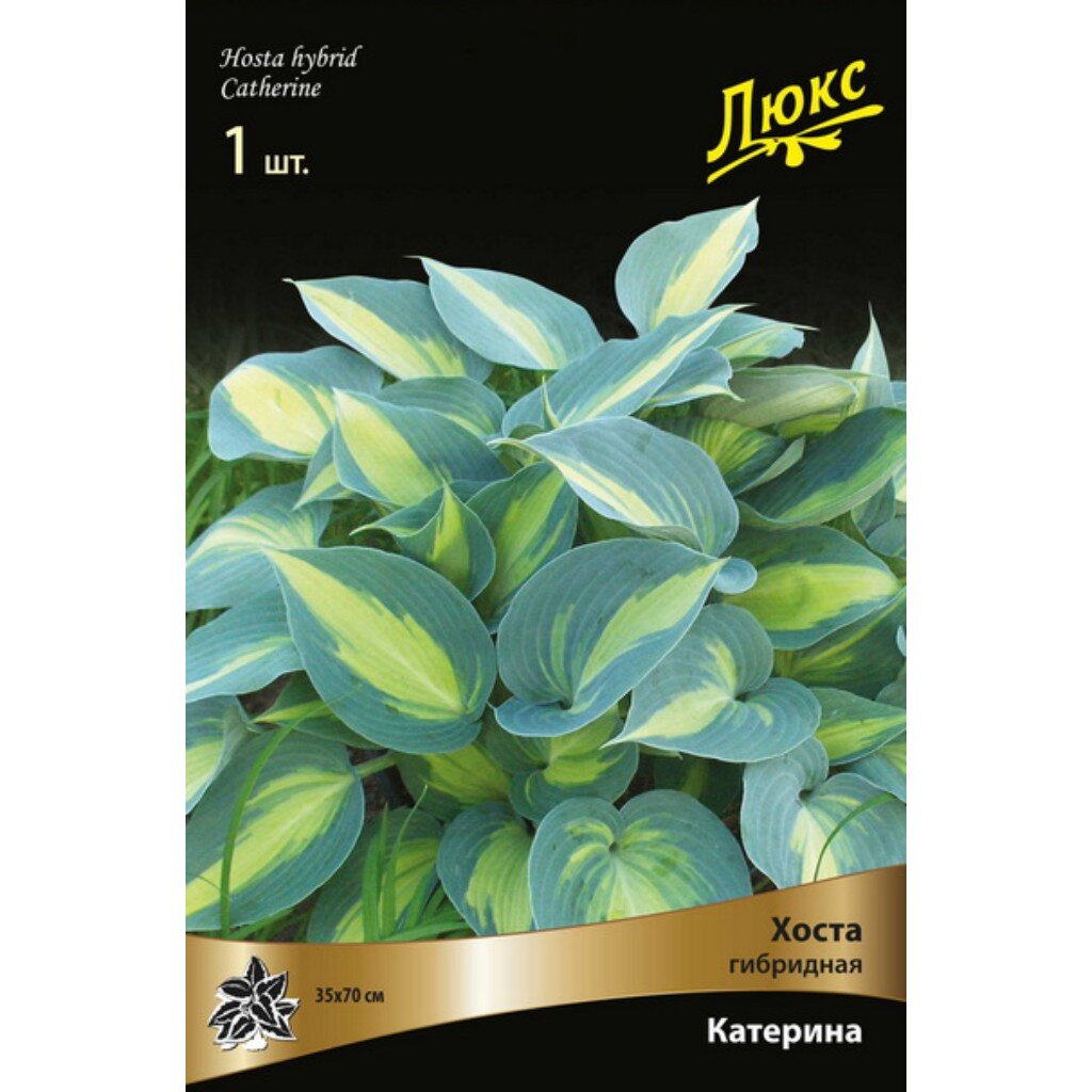 Хоста гибридная Катерина