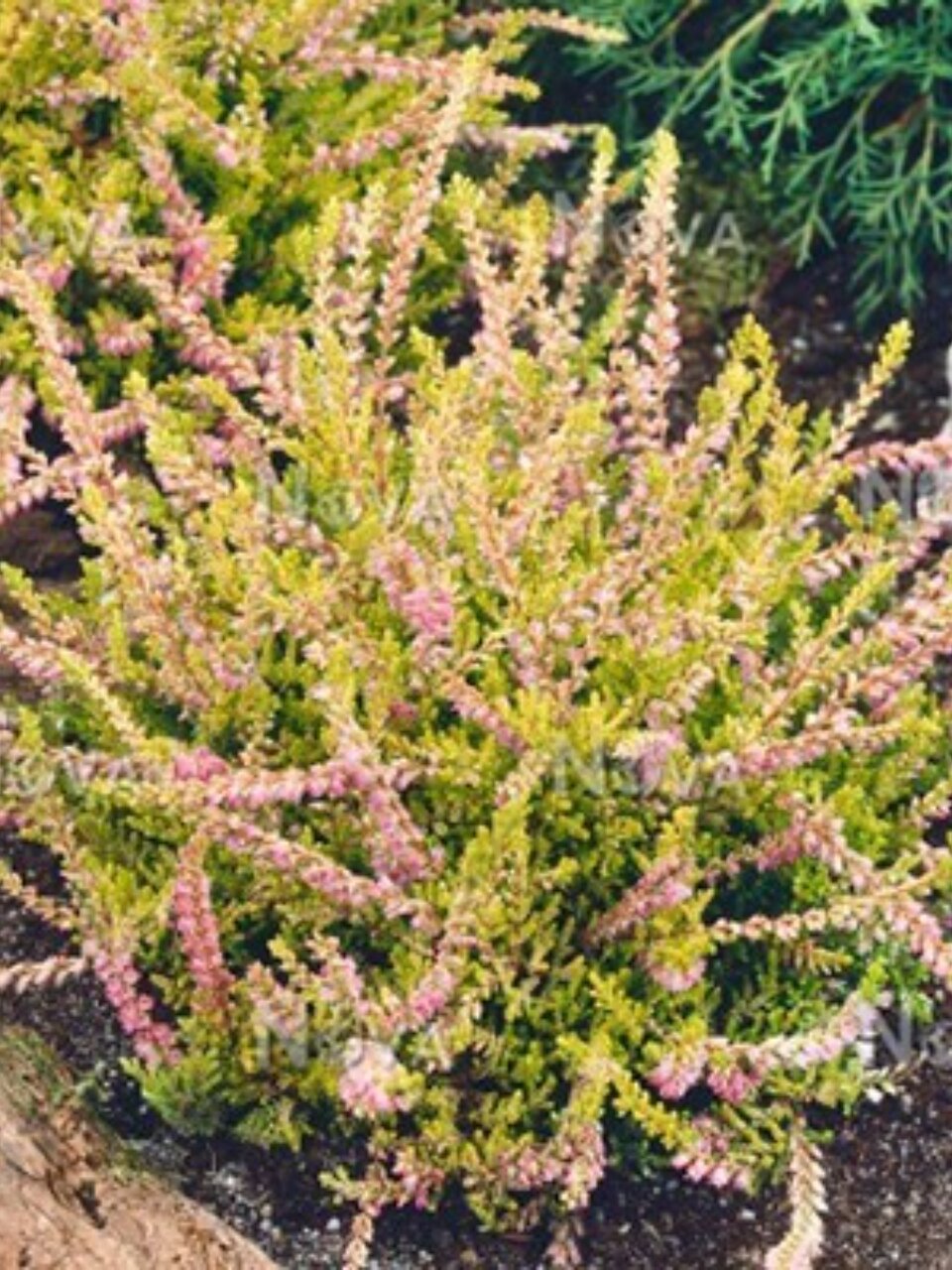 Саженцы Вереск обыкновенный, Боскуп, 810945