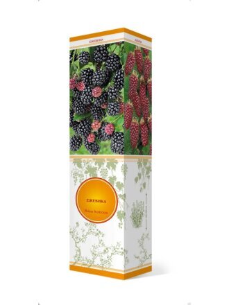 Саженцы Ягода Ежевика, Бознберри, Ежемалина (малина х ежевика)