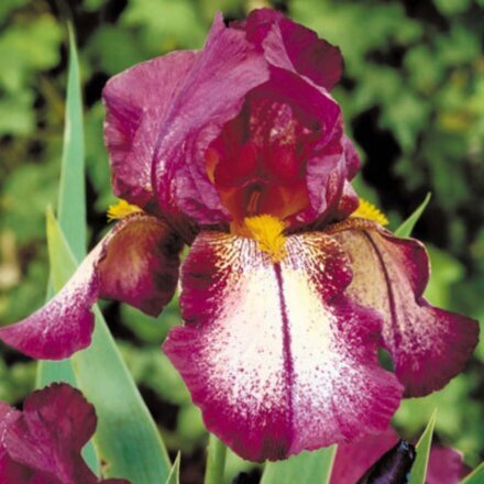 Луковицы Ирис бородатый, Эттеншн Плиз