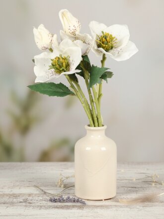 Геллеборус