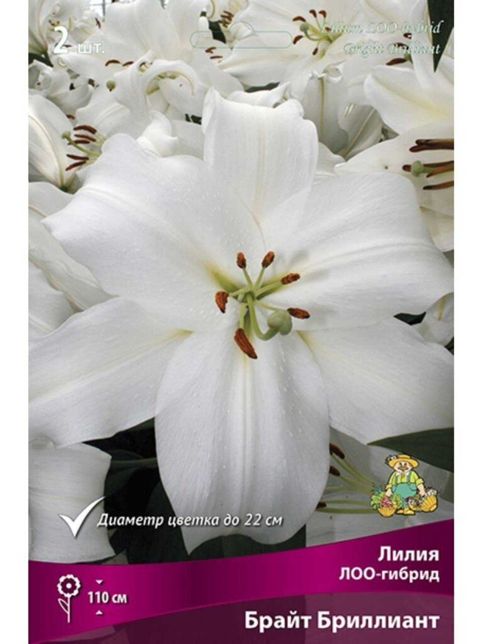 Луковицы Лилия ЛОО-Гибрид, Брайт Бриллиант, 12-14, 2 шт