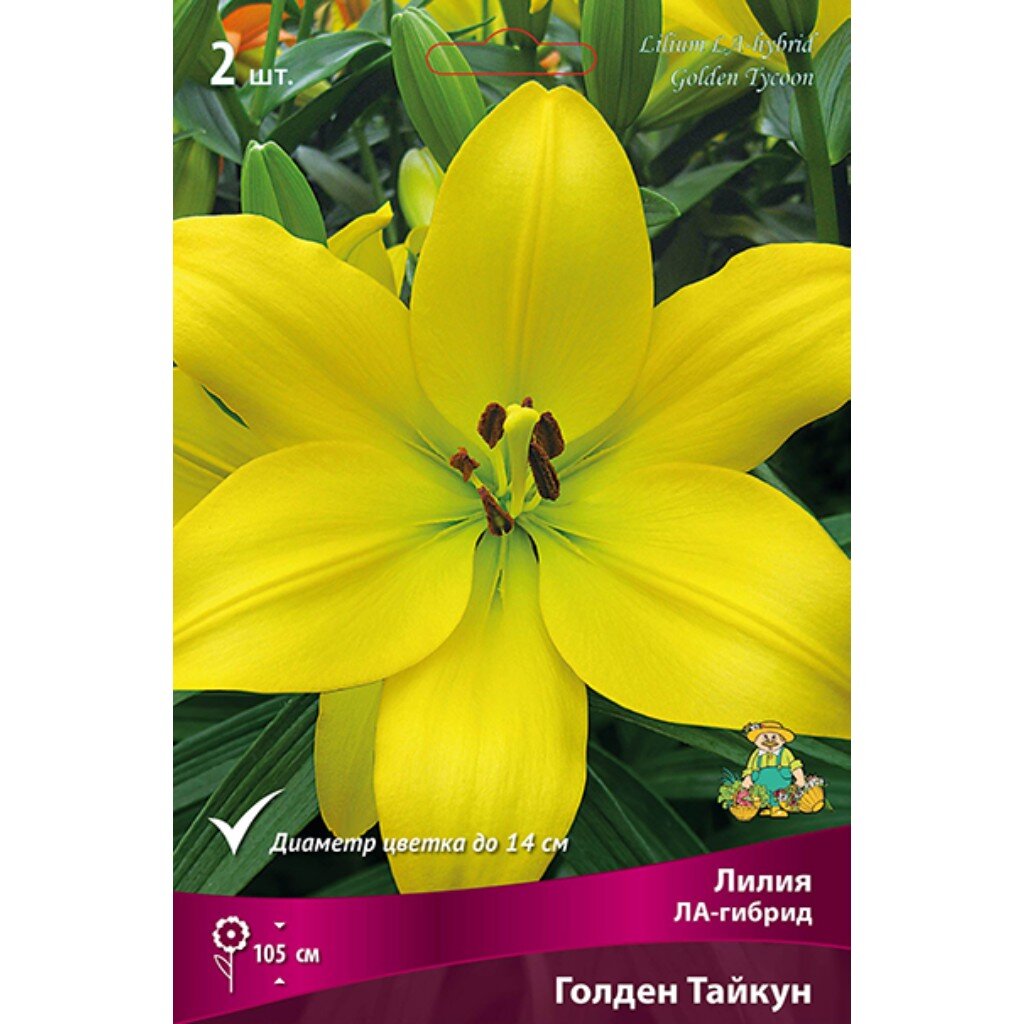 Луковицы Лилия ЛА-Гибрид, Голден Тайкун, 14-16, 2 шт
