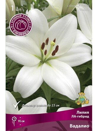 Луковицы Лилия ЛА-Гибрид, Вадалио, 16-18