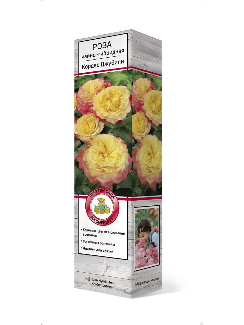 Саженцы Роза чайно-гибридная, Кордес Джубили, 752097