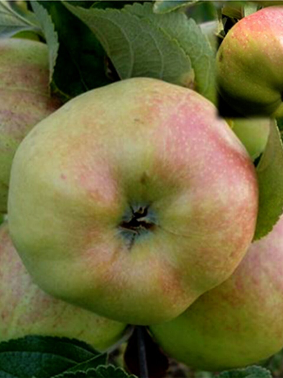 Саженцы Яблоня, Богатырь, 763021