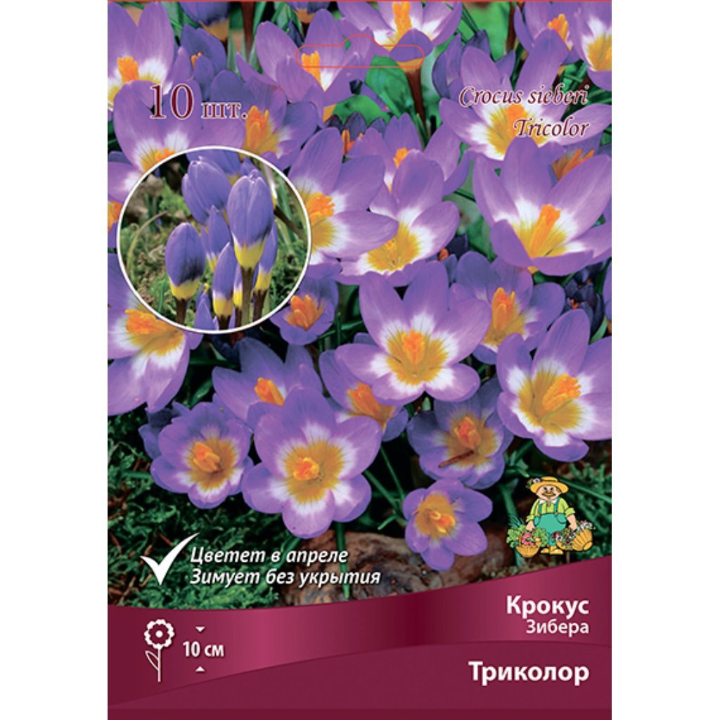 Луковицы Крокус Зибера, Триколор, 5-7/К, 10 шт
