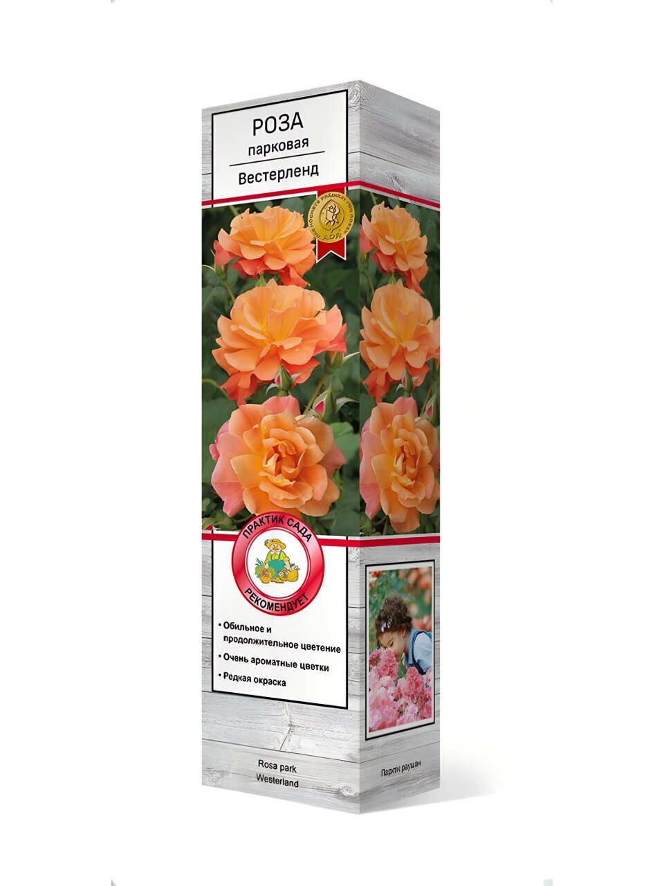 Саженцы Роза парковая, Вестерленд