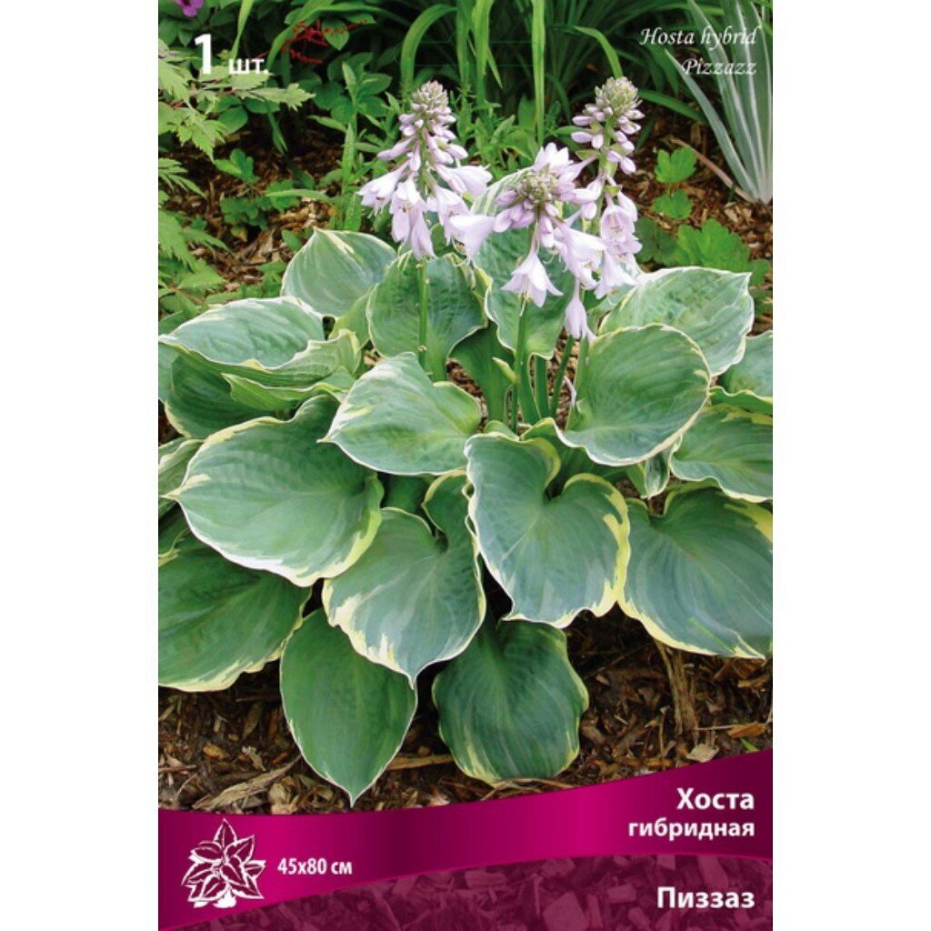 Корневище Хоста гибридная, Пиззазз