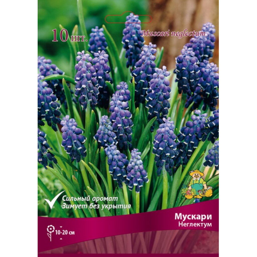 Луковицы Мускари, Неглектум, 5+/К, 10 шт