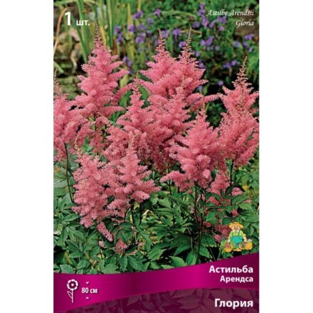 Корневище Астильба Арендса, Глория