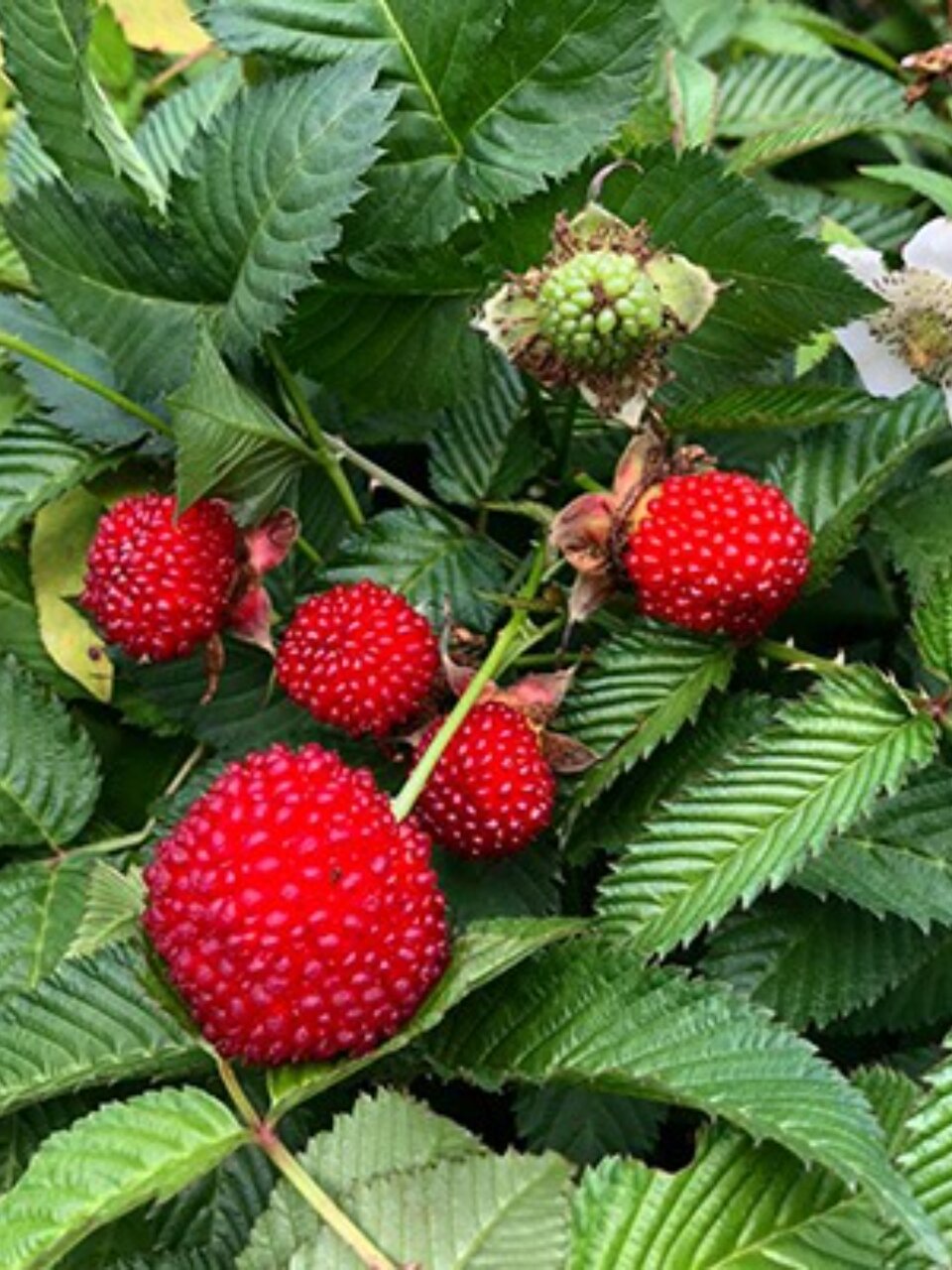 Саженцы Малина земляничная, тибетская, 752985