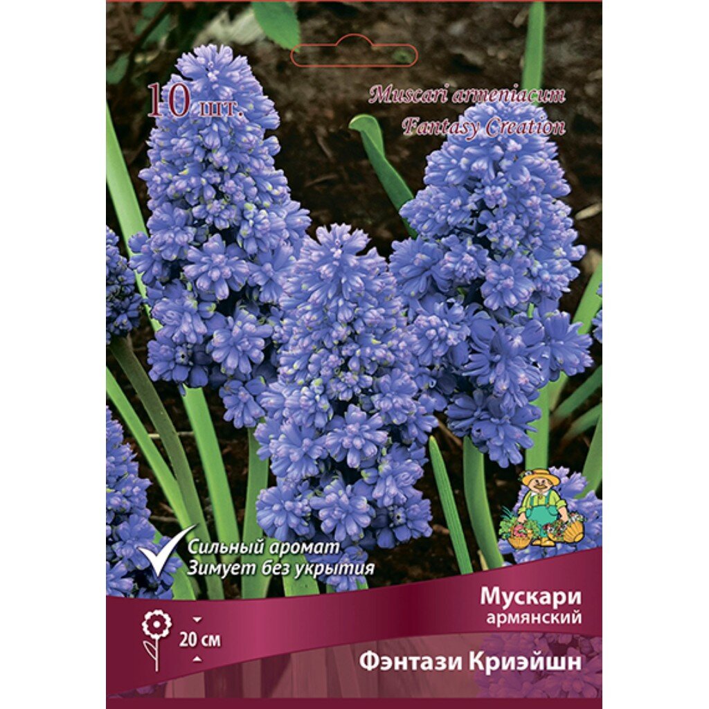 Луковицы Мускари армянский, Фэнтази Криэйшн, 7-8/К, 10 шт