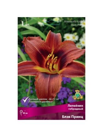 Корневище Лилейник гибридный, Блэк Принц
