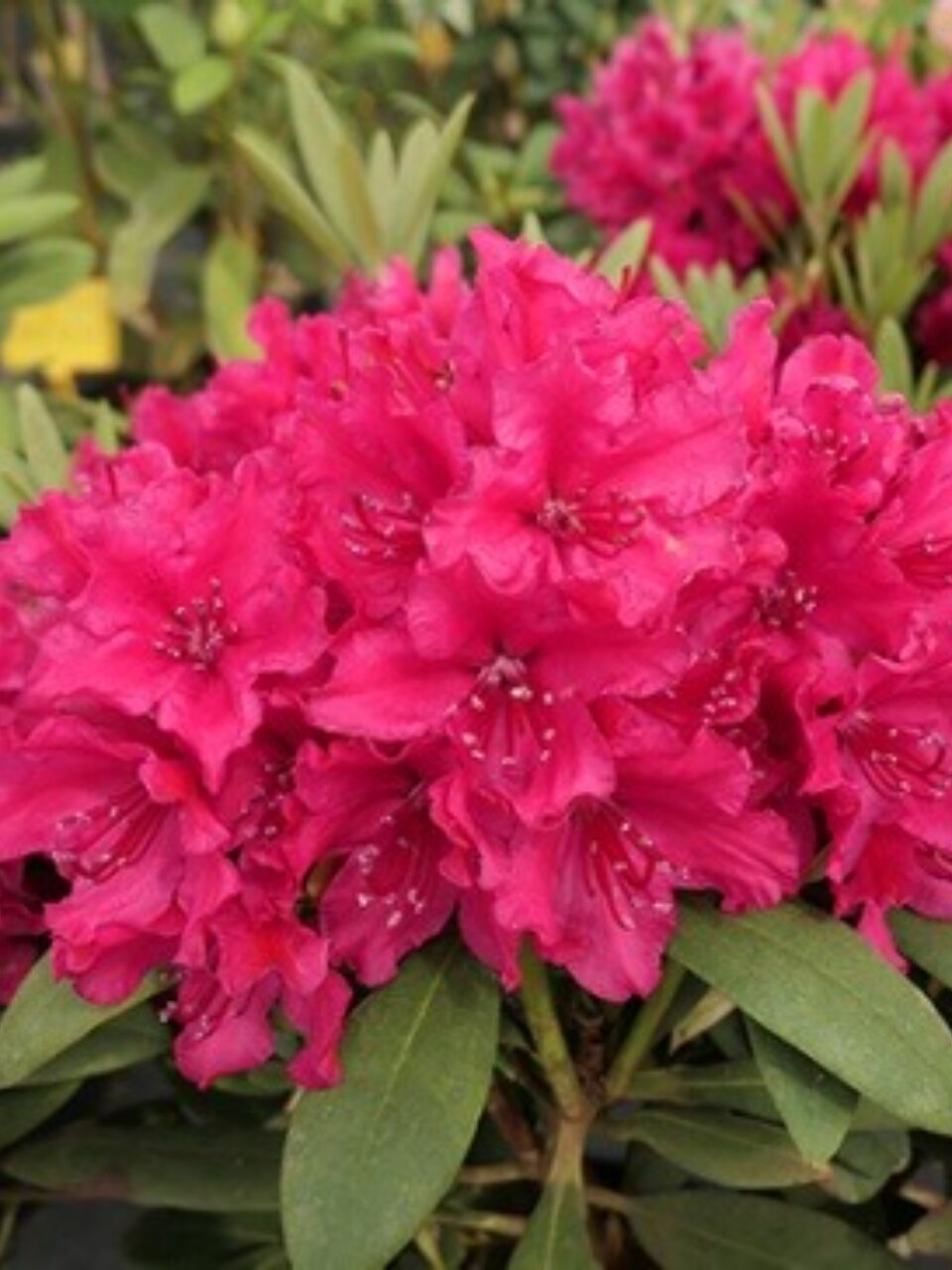 Саженцы Рододендрон гибридный, Люкс Неон Кисс, 834927