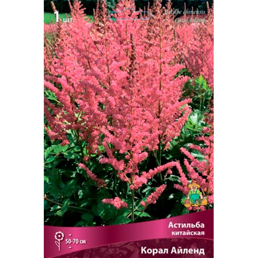 Корневище Астильба китайская, Корал Айленд