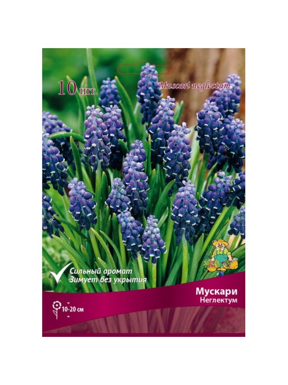 Луковицы Мускари, Неглектум, 5+/К, 10 шт