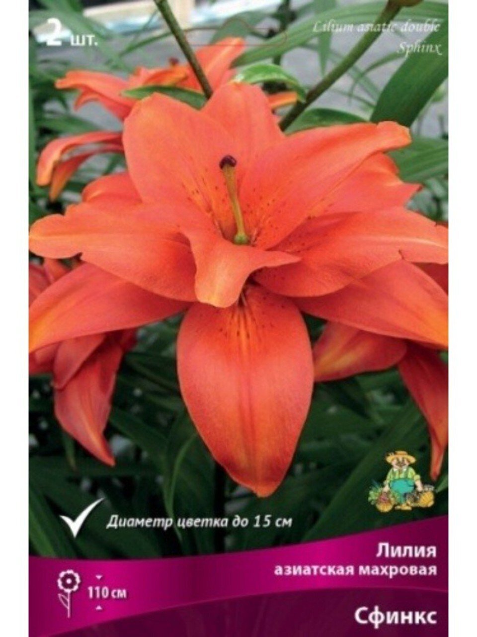 Луковицы Лилия азиатская, Сфинкс, 14-16, 2 шт