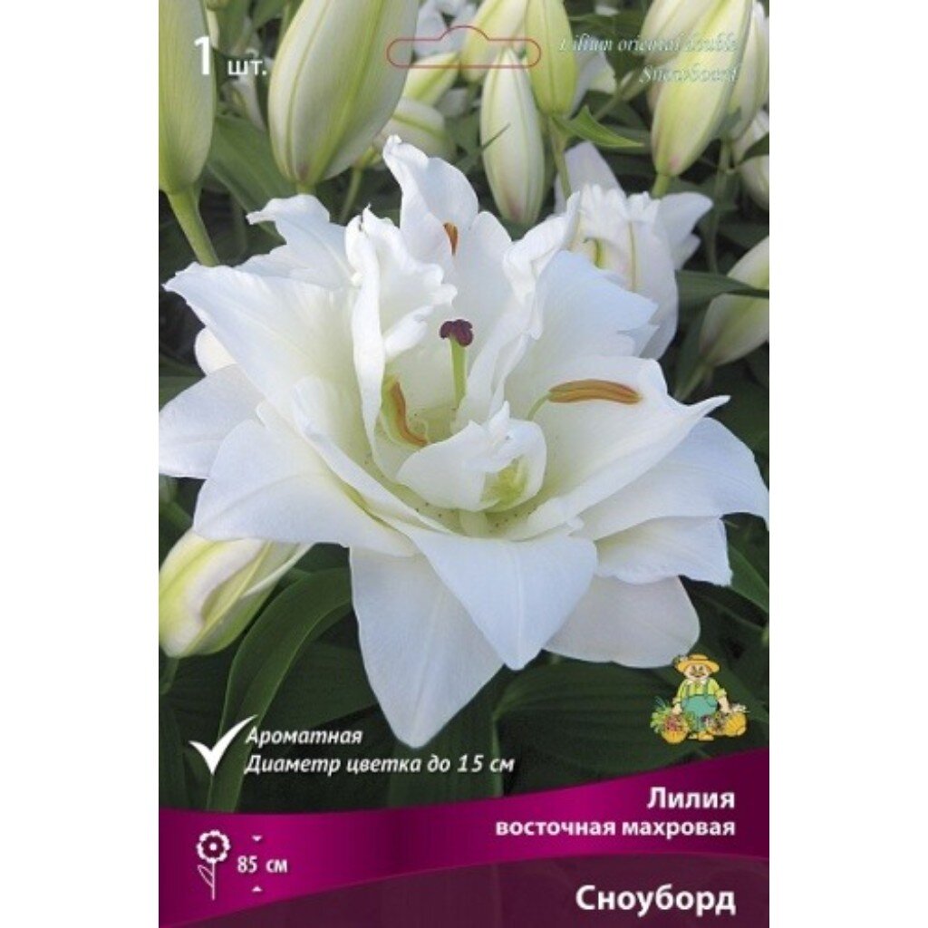 Луковицы Лилия восточная, Сноуборд, 14-16