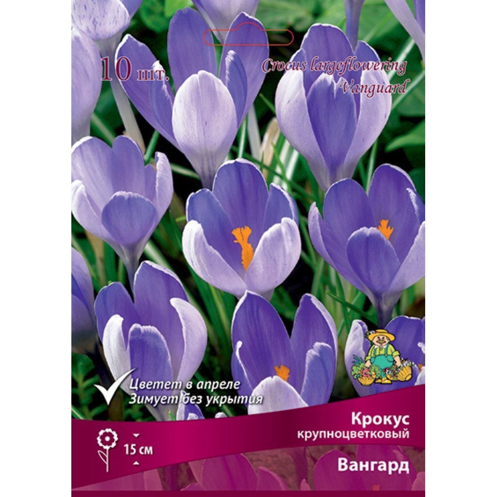 Луковицы Крокус крупноцветковый, Вангард, 8-9/К, 10 шт