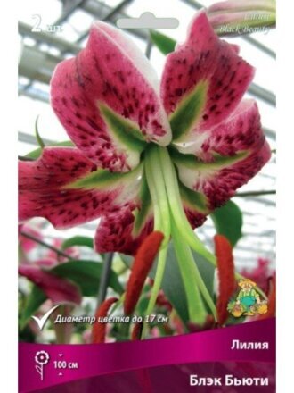 Луковицы Лилия, Блэк Бьюти, 14-16
