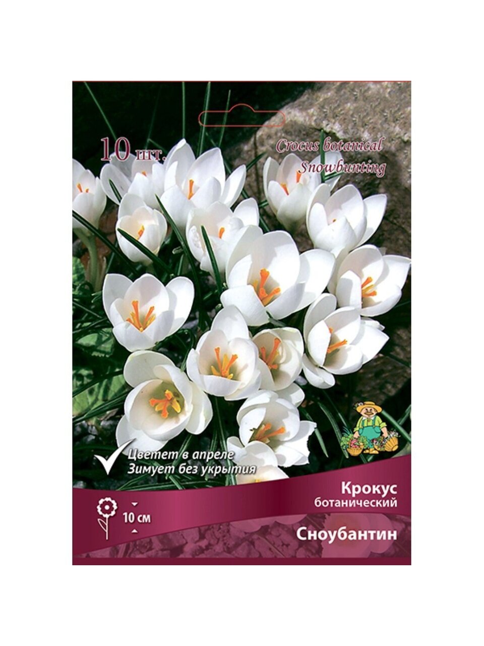 Луковицы Крокус ботанический, Сноубантин, 5-7/К, 10 шт