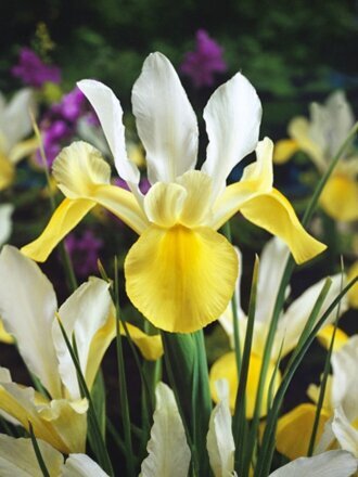 Луковицы Ирис голландский, Симфония, 7-8, 10 шт