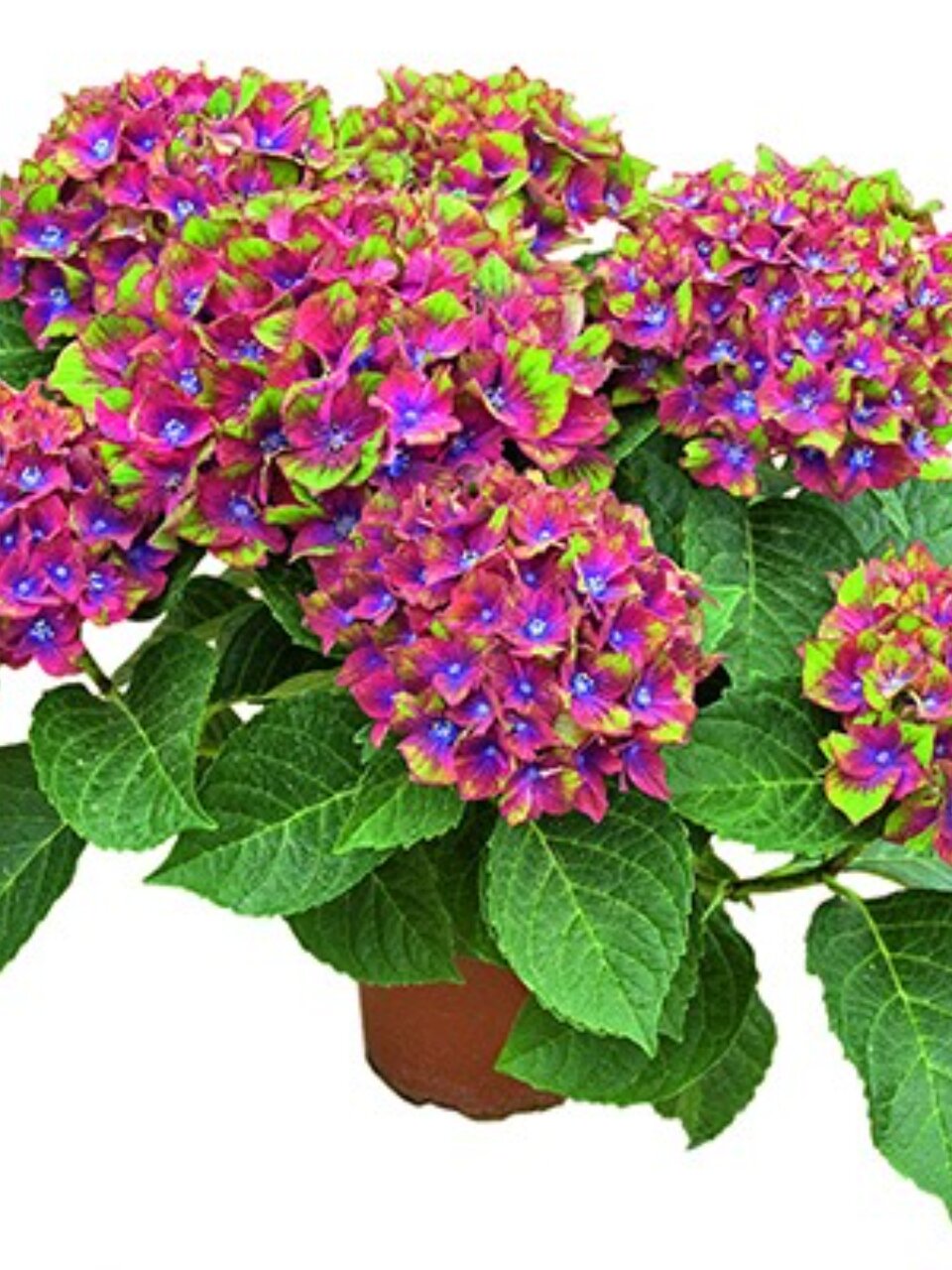 Саженцы Гортензия крупнолистовая, Шлосс Вакебат, 750435