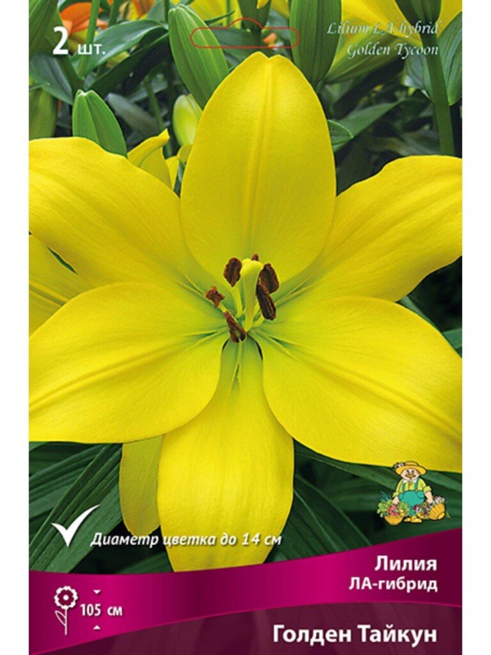 Луковицы Лилия ЛА-Гибрид, Голден Тайкун, 14-16, 2 шт