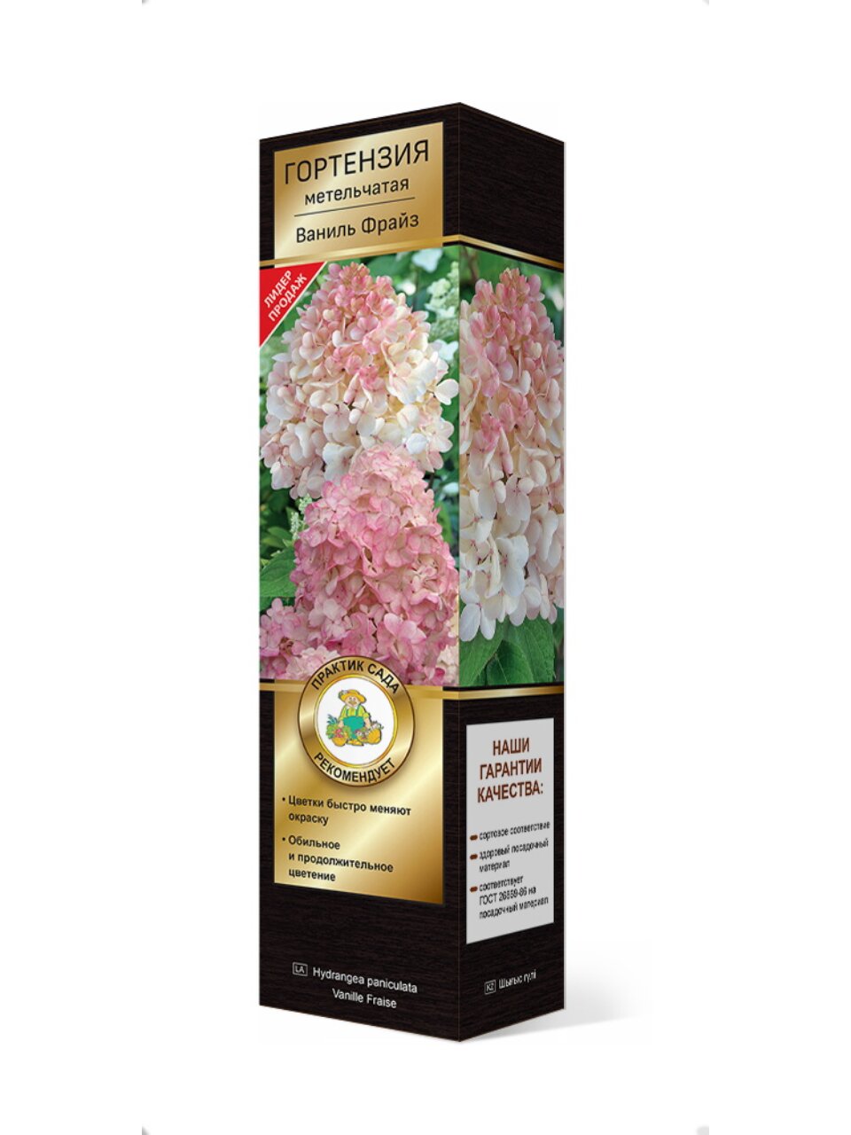 Саженцы Гортензия метельчатая, Ваниль Фрайз