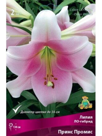 Луковицы Лилия ЛО-Гибрид, Принс Промис, 14-16, 2 шт
