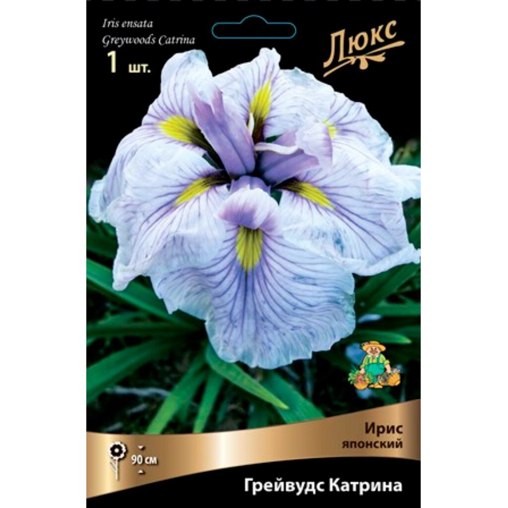 Луковицы Ирис японский, Грейвудс Катрина